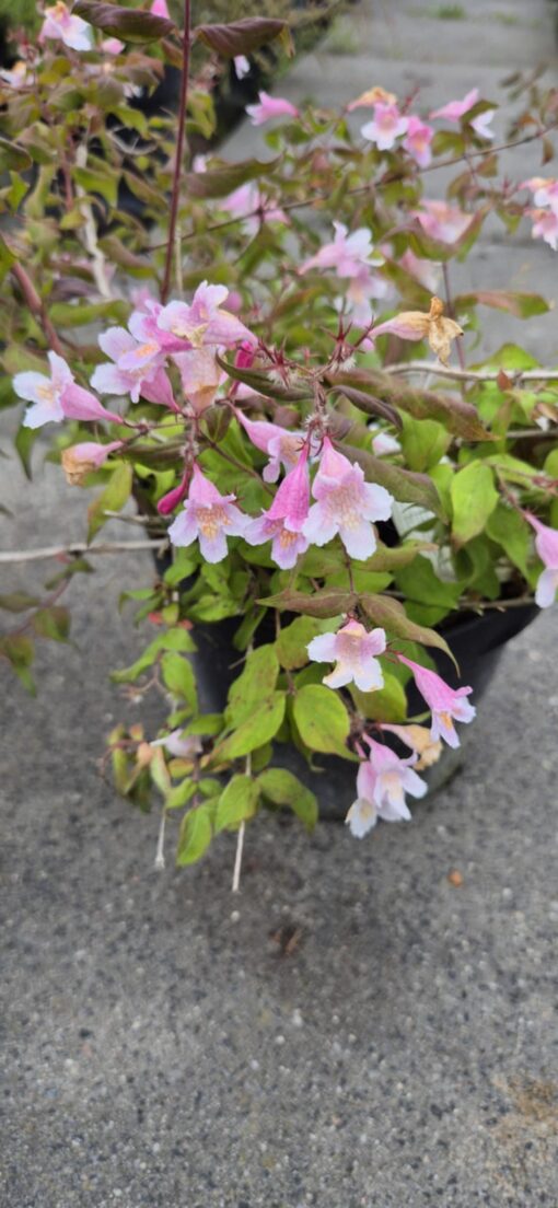 Kolkwicja chińska 'Pink Clound'