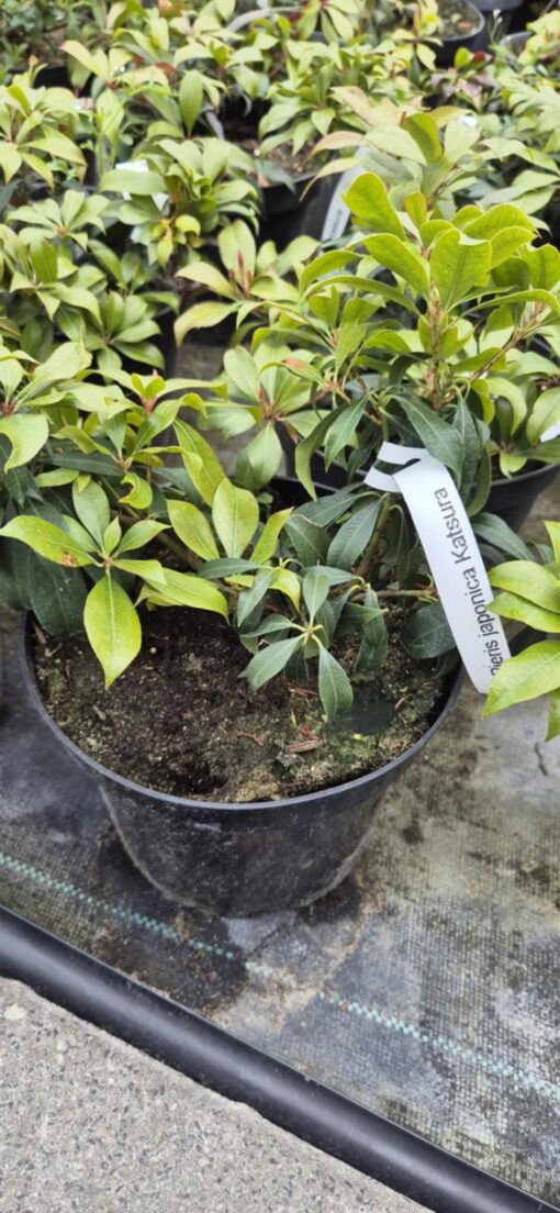Pieris japoński "Katsura"