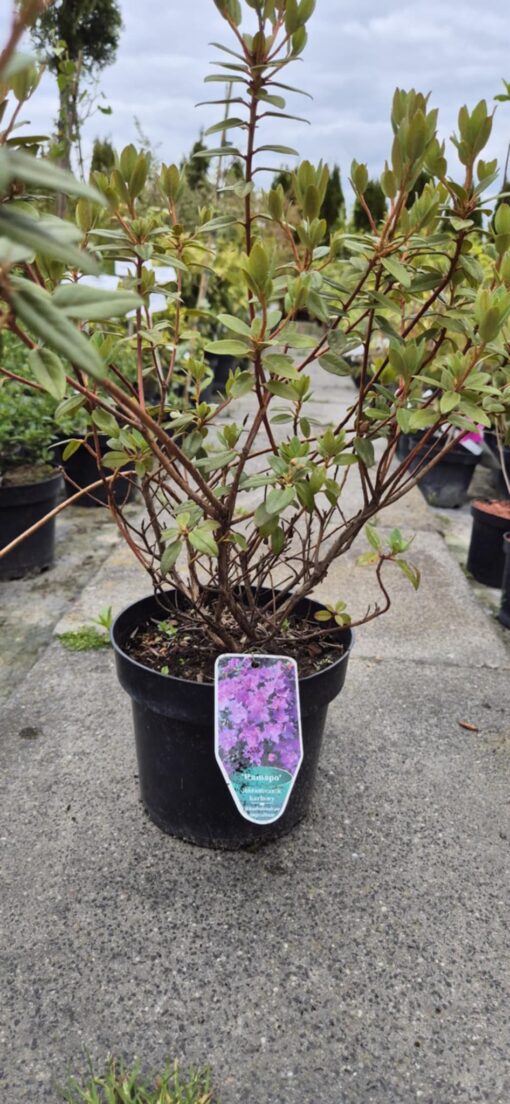 Rhododendron karłowy 'Ramapo'
