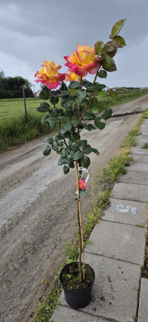 Róża wielkokwiatowa różowo-żółta na pniu