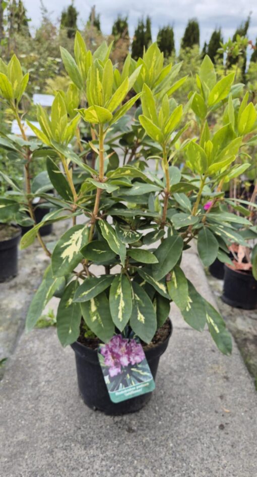 Rhododendron 'Goldflimmer'