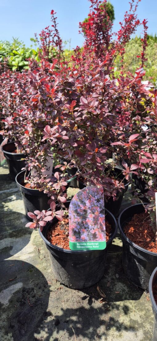 Berberys "Atropurpurea Nana"
