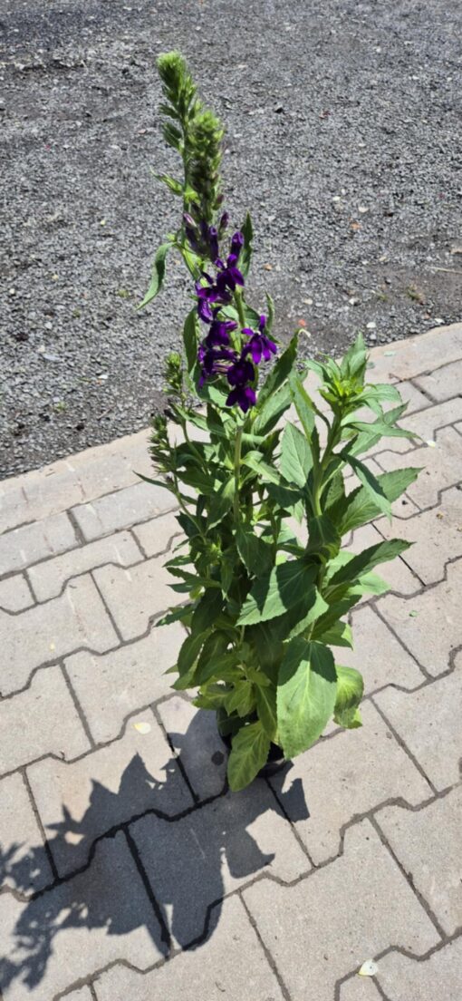 Lobelia wysoka fioletowa
