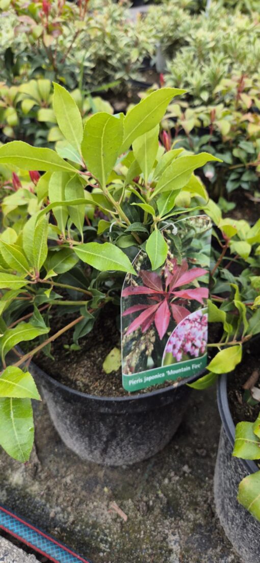 Pieris japońskii "Mountain Fire"