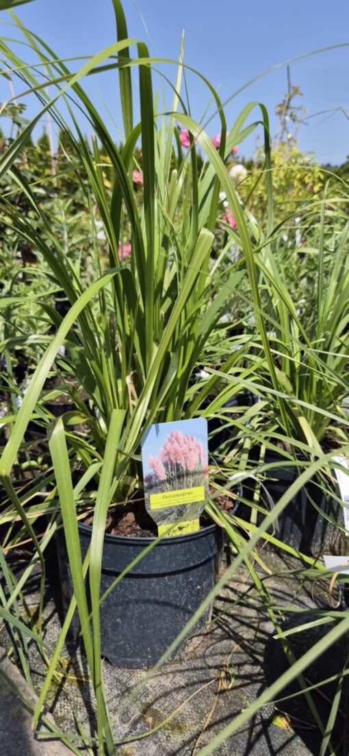 Trawa pampasowa "Rosea"
