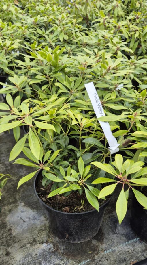 Pieris japoński "Valley Rose"