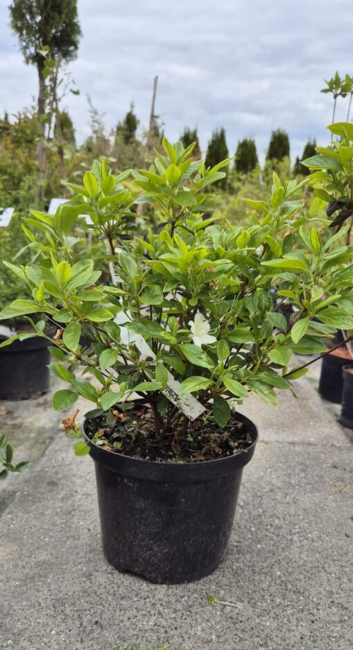 Azalia japońska 'Pleasant White'