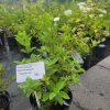 Hortensja bukietowa "Tardiva"