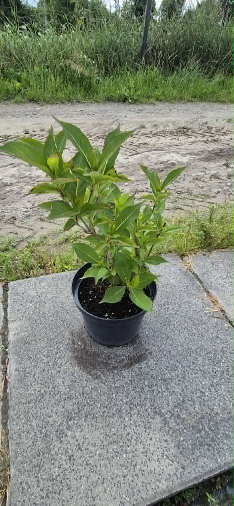 Krzewuszka "Red Prince"