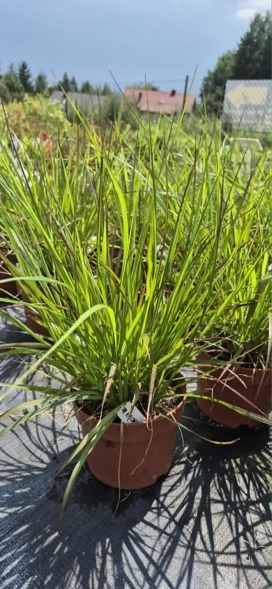 Rozplenica japońska 'Viridescens'