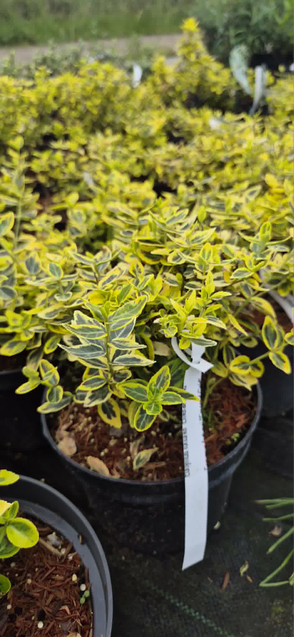 Trzmielina Fortune'a ''Emerald 'n Gold''