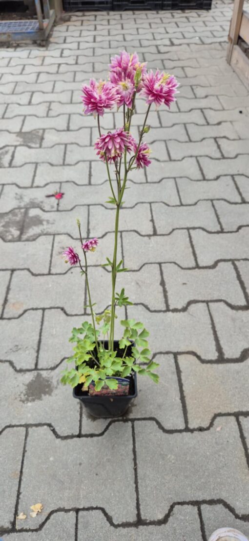 Orlik pospolity 'Nora Barlow'