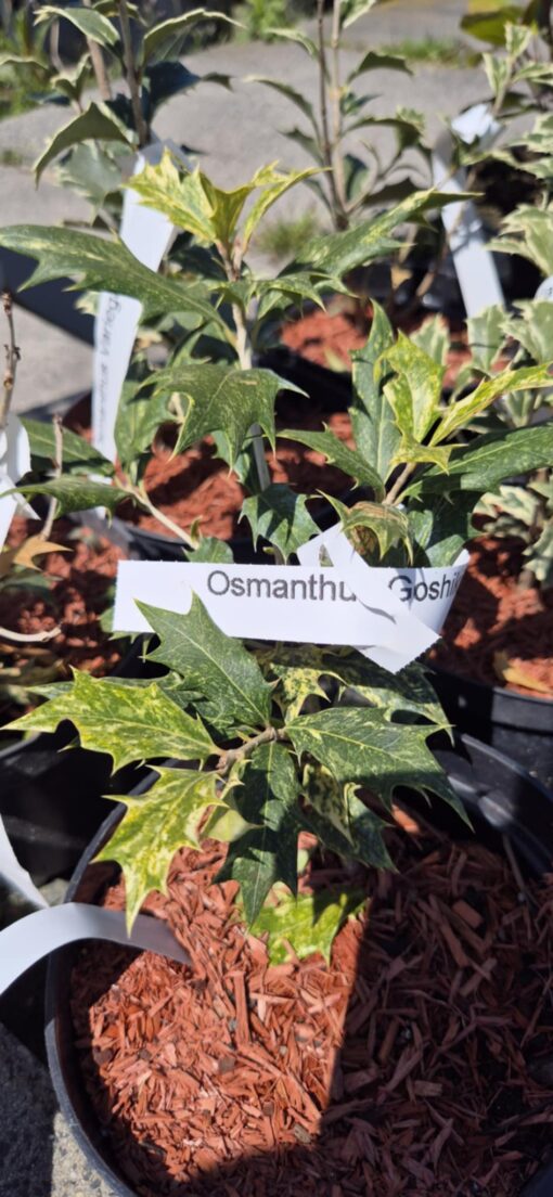 Osmantus kolczasty"Goshiki"