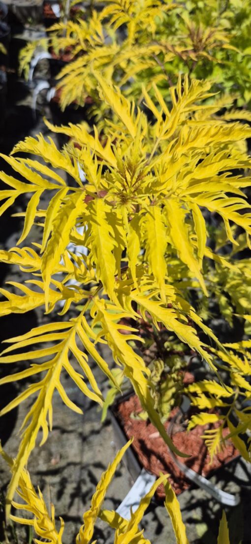 Bez koralowy " Plumosa Aurea"