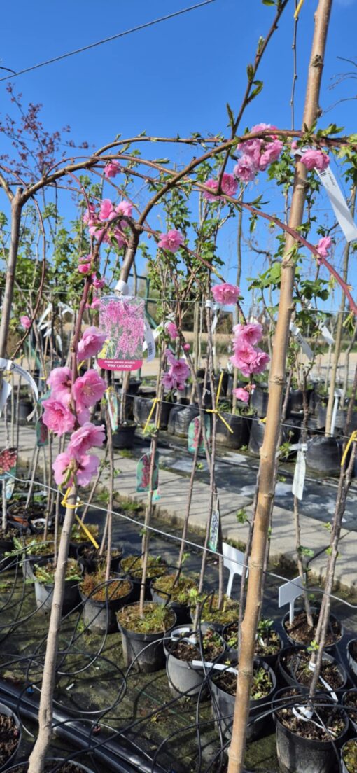 Brzoskwinia pendula ''Pink Cascade''