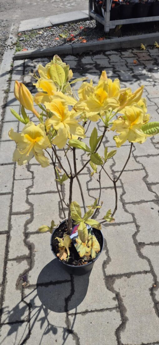Azalia wielkokwiatowa ''Golden Sunset''