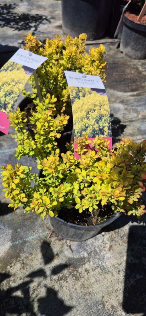 Berberys "Tiny Gold"