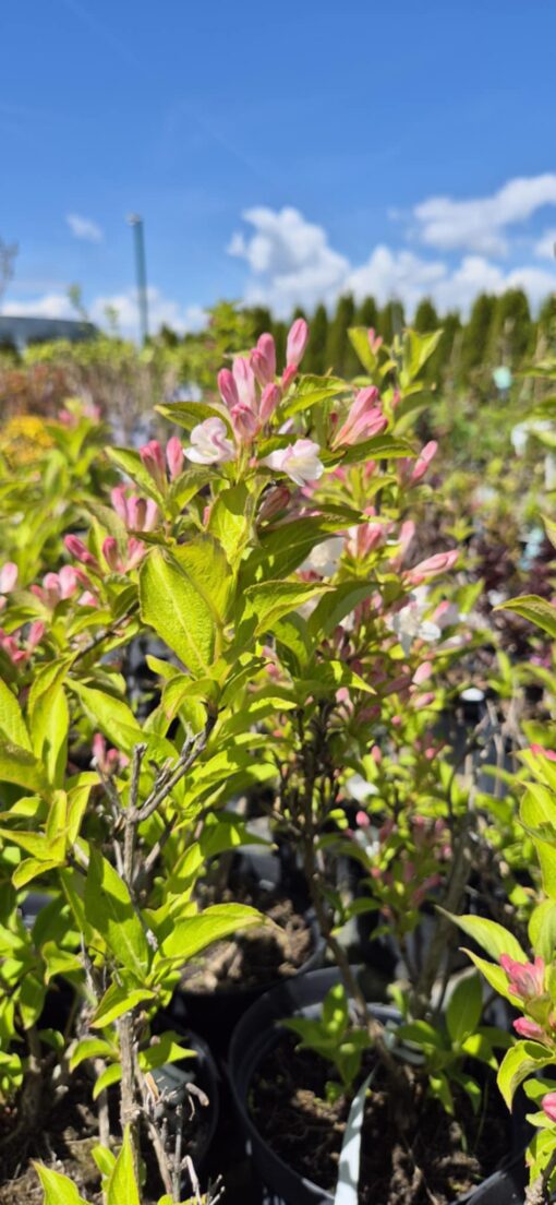 Krzewuszka 'Marjorie'