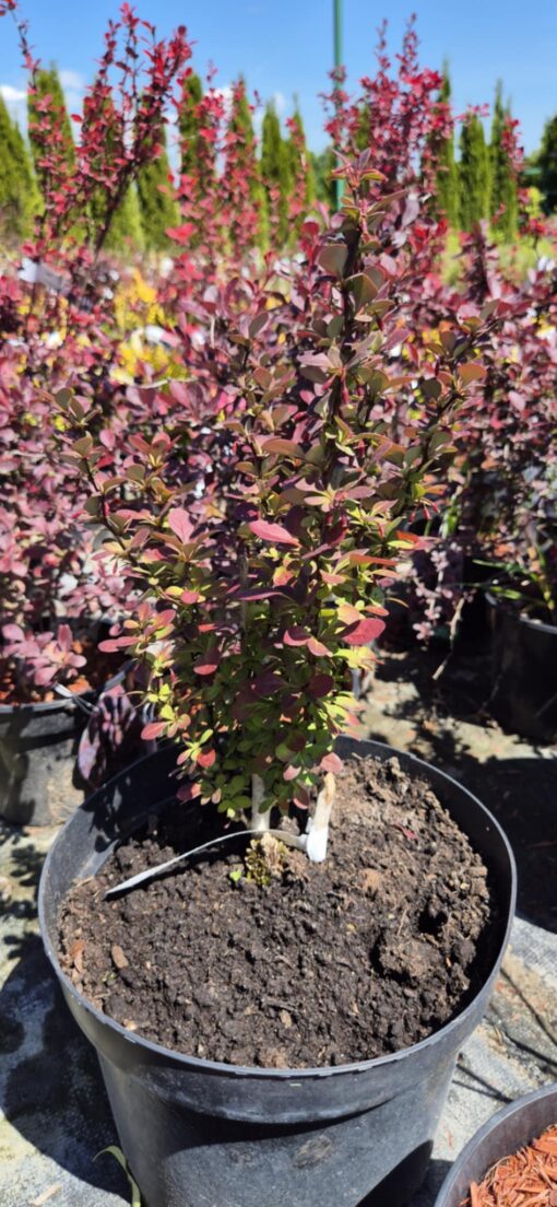 Berberys "Atropurpurea"