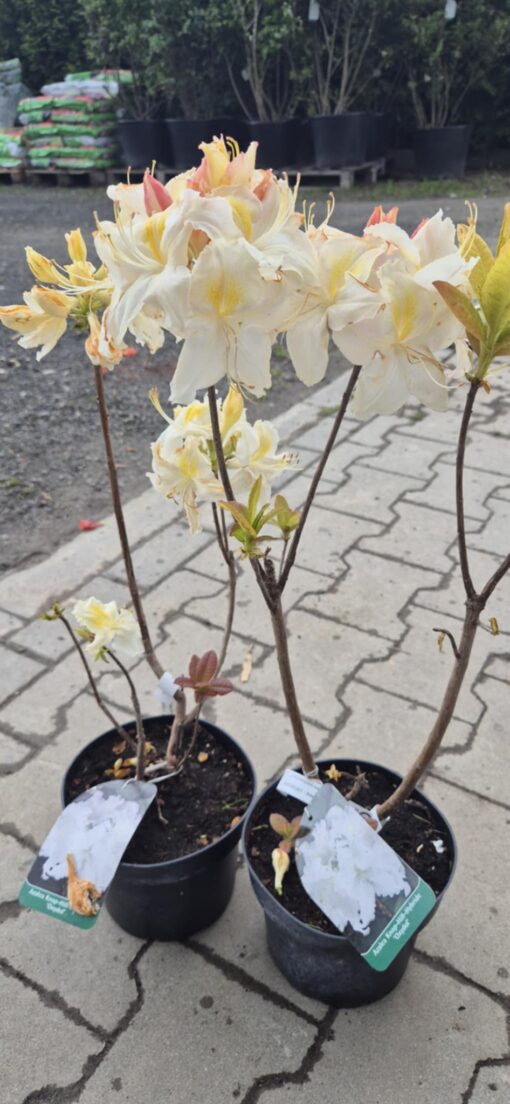 Azalia wielkokwiatowa ''Oxydol''