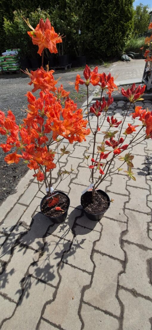 Azalia wielkokwiatowa 'Fireball’