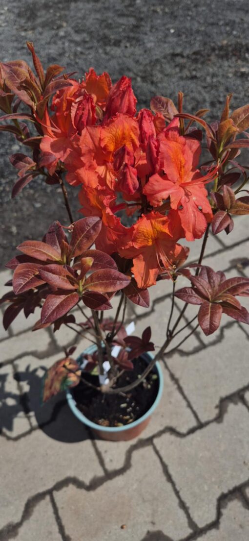 Azalia wielkokwiatowa "Apricot''