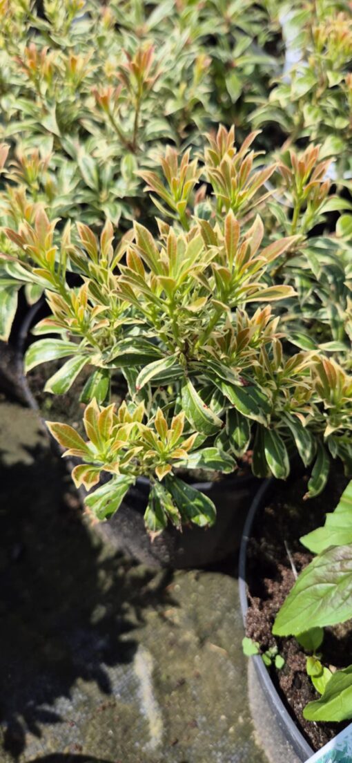 Pieris japoński "Veriegata"