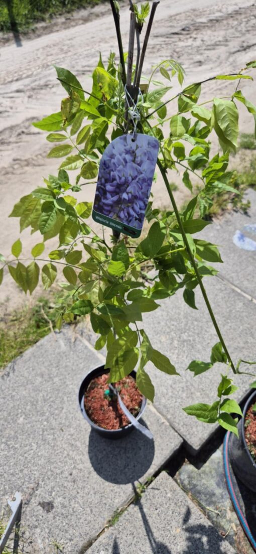 Glicynia 'Geisha'