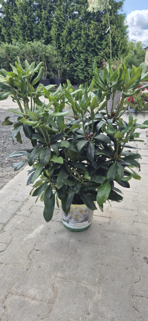 Rhododendron 'Madame Masson'