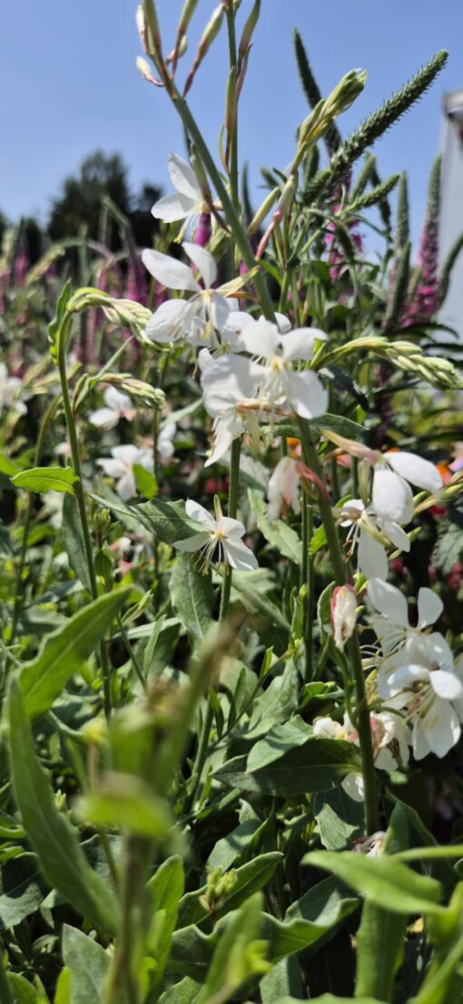 Gaura biała