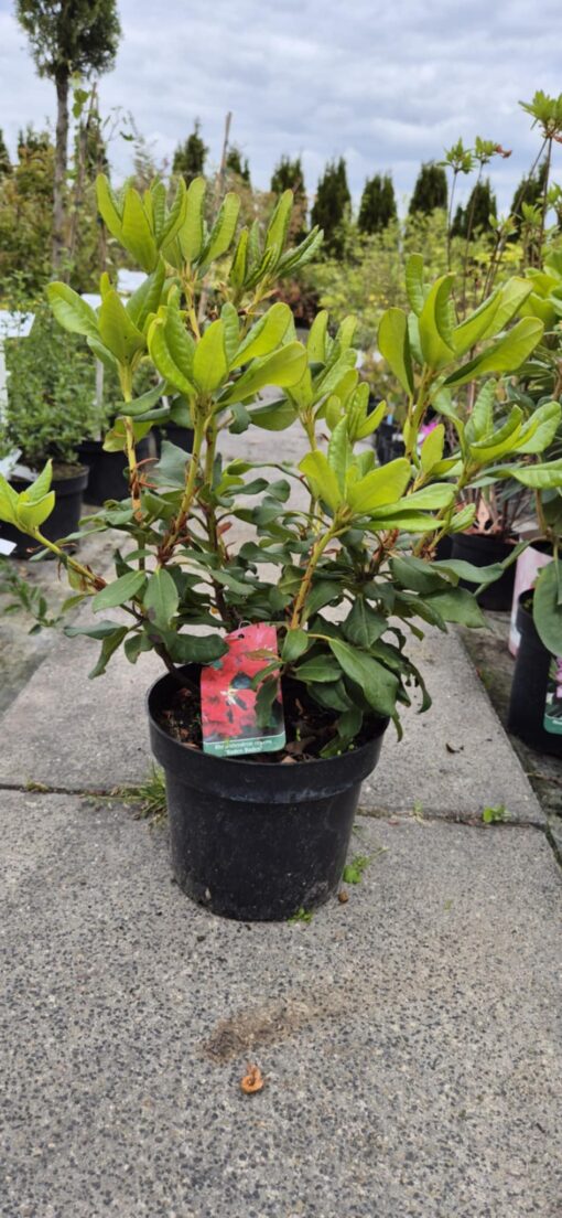 Rhododendron 'Baden-Baden'