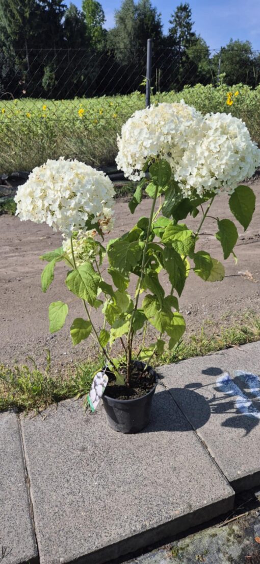 Hortensja krzewiasta ‘Annabelle’
