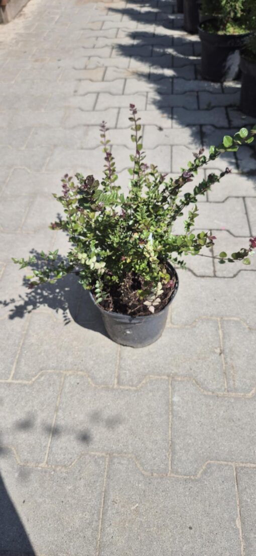 Suchodrzew mirtolistny 'Red Tips'