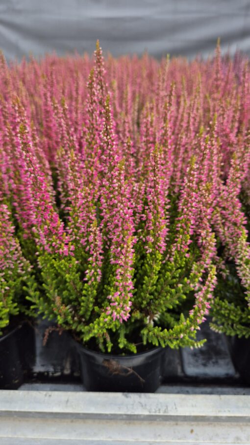 Wrzos gold pink