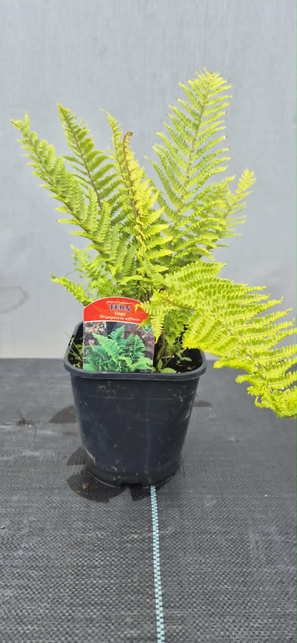Narecznica mocna ''Crispa''