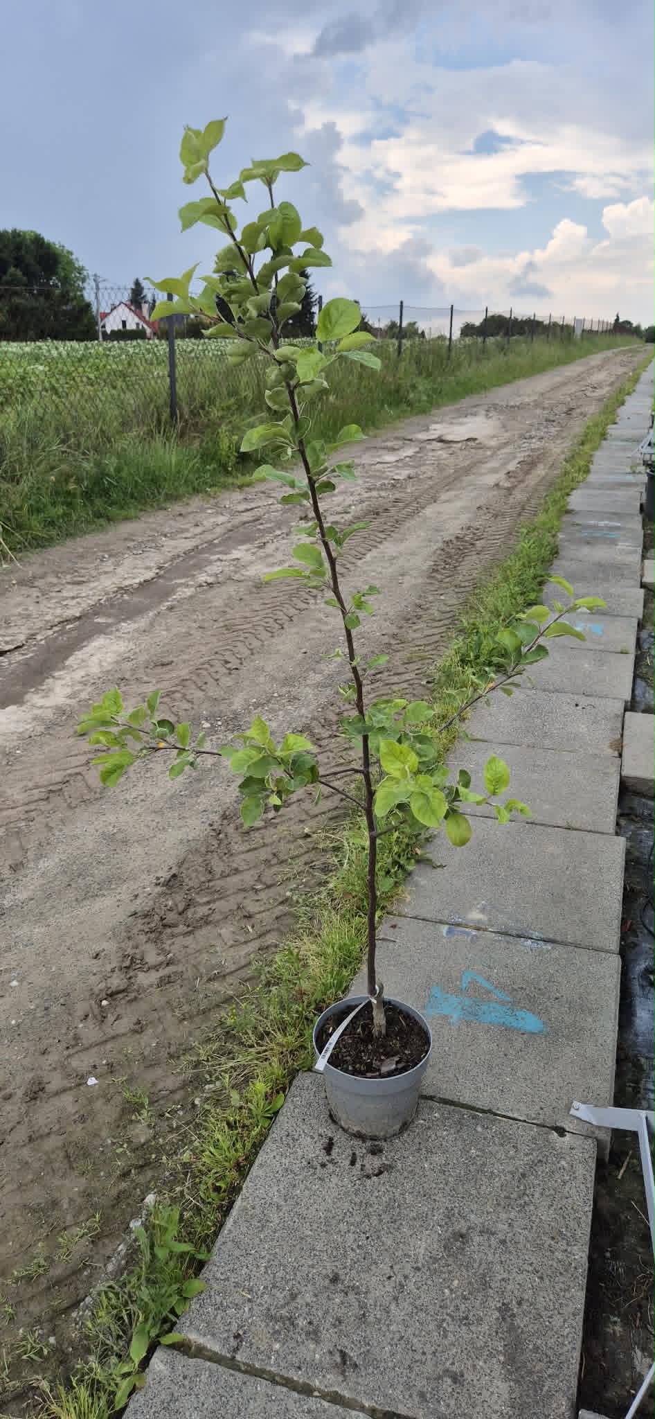Jabłoń ''Szara Reneta''