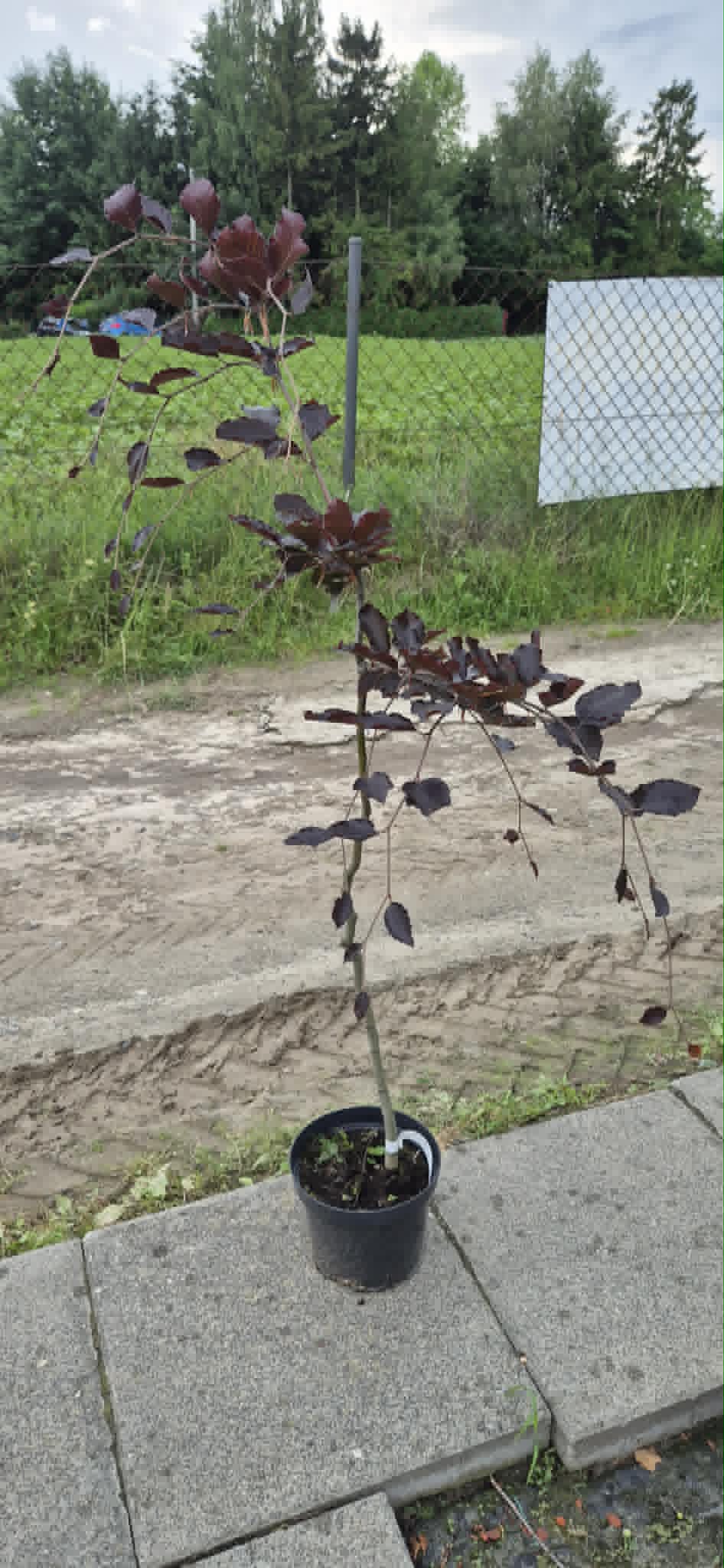 Buk pospolity ''Purpurea Pendula''Pa