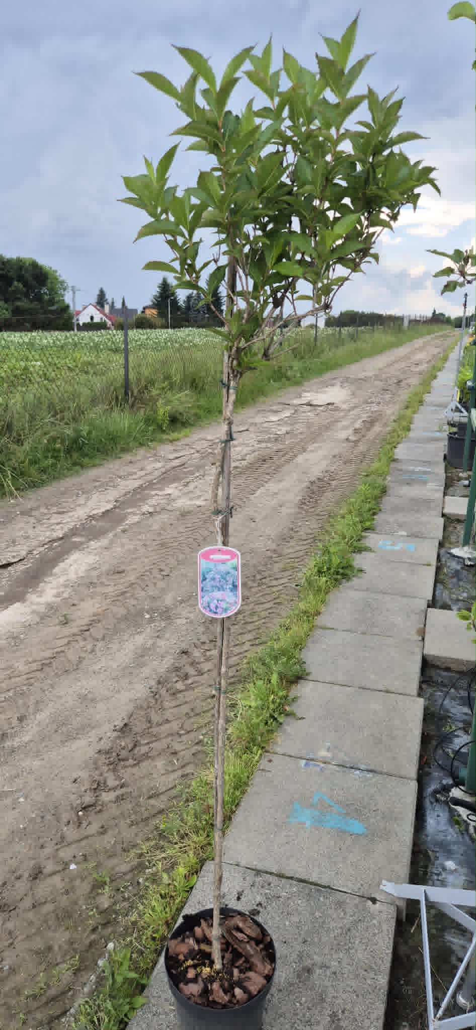 Krzewuszka cudowna ''Styriaca''Pa