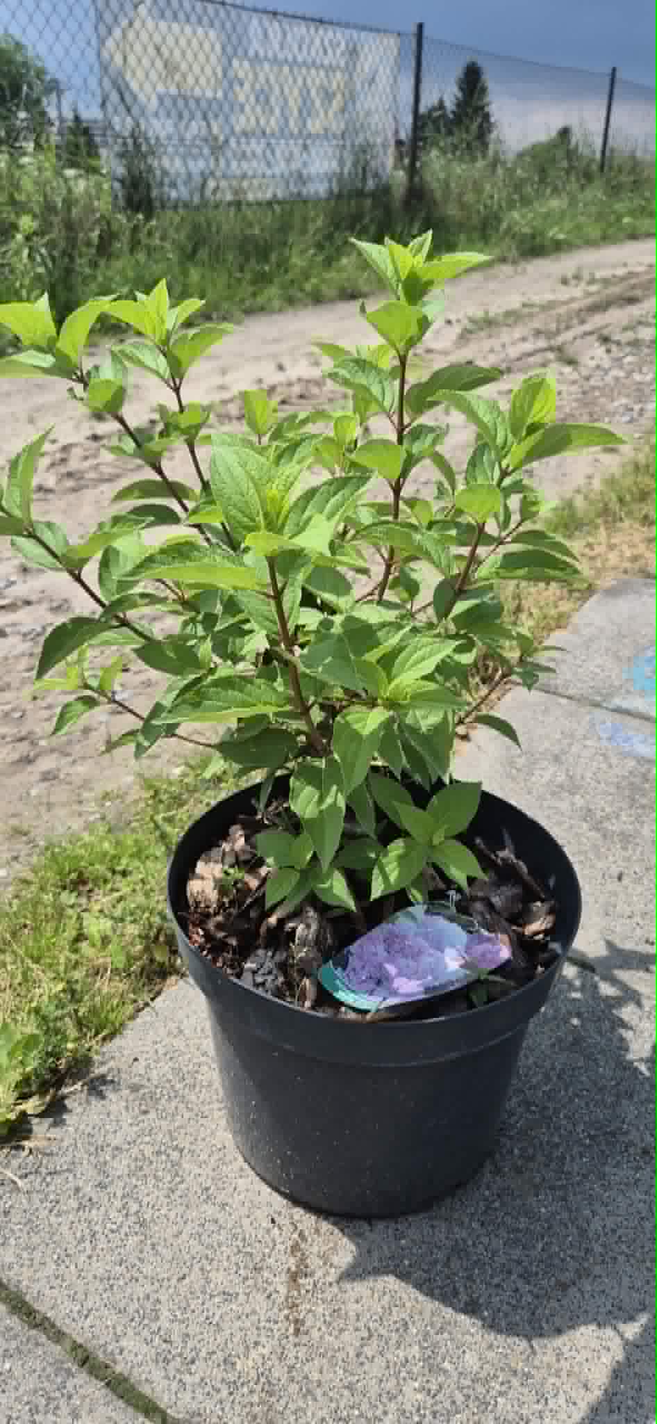 Hortensja bukietowa ''Vanille Fraise'' poj.10l
