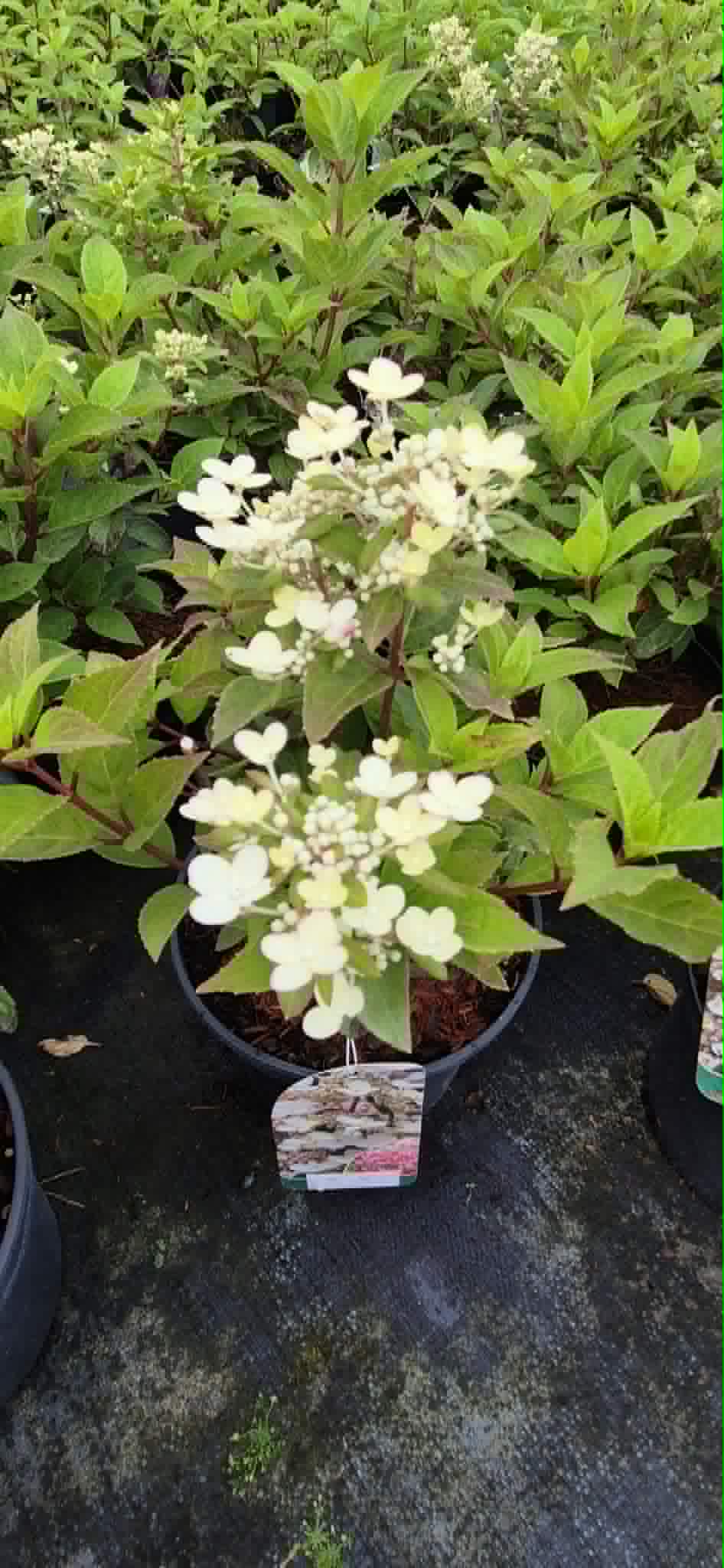 Hortensja bukietowa ''Polestar''