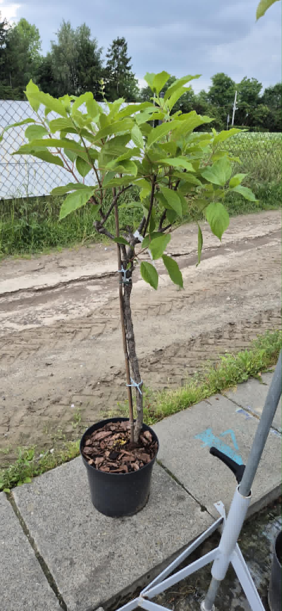 Hortensja bukietowa ''Great Star''Pa
