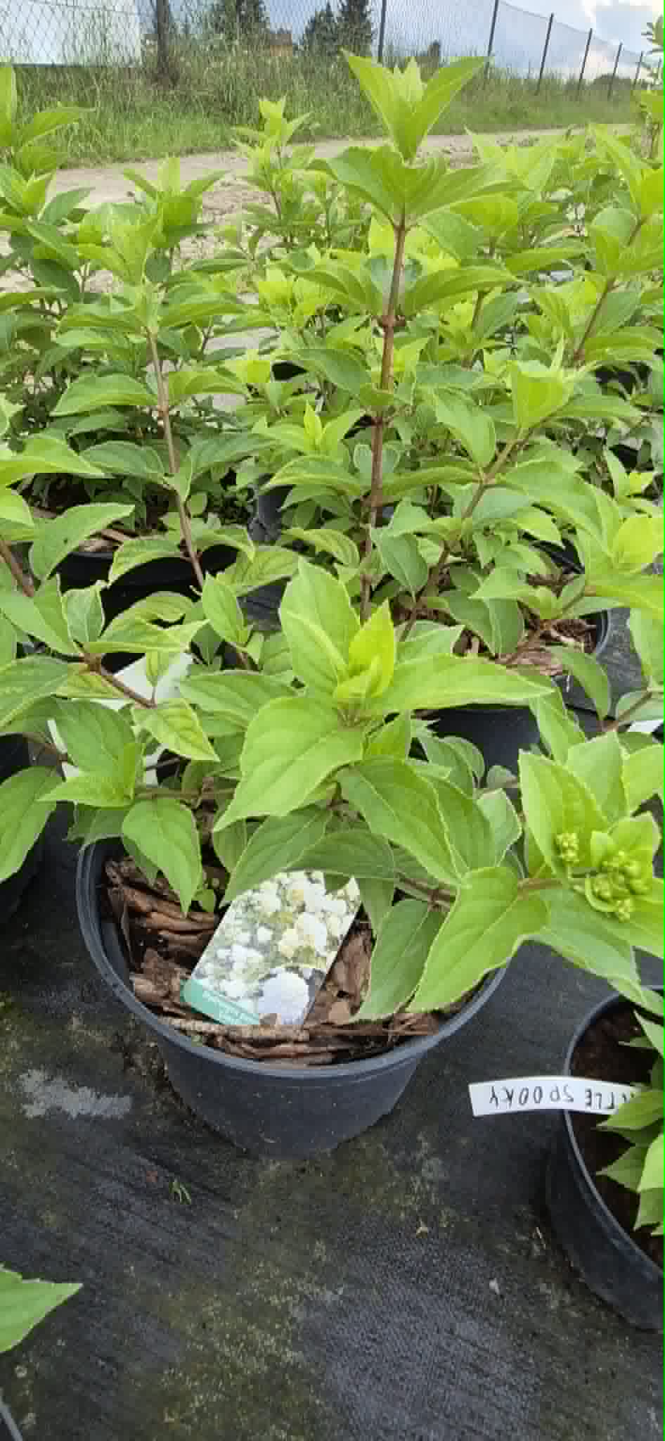 Hortensja bukietowa ''Limelight'' poj.10l