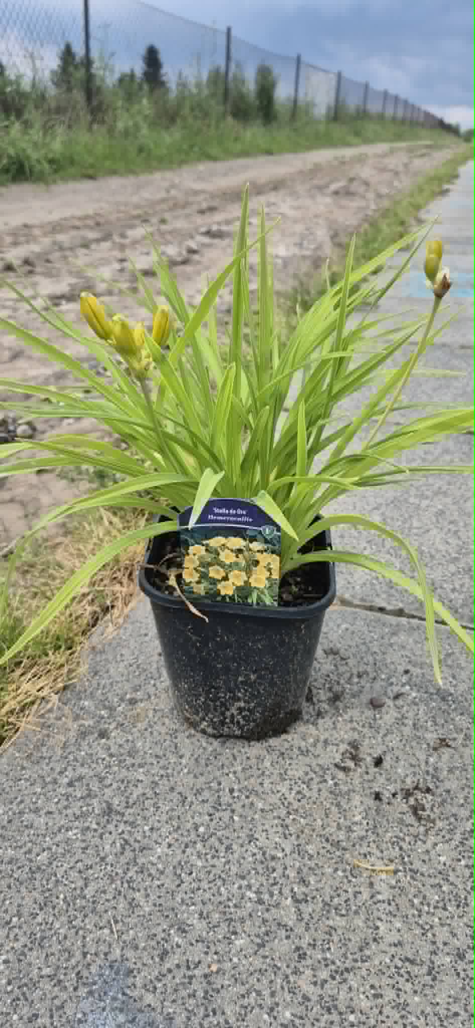 Liliowiec "Stella de Oro"